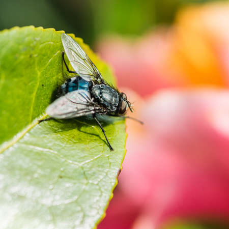 A macro shot of a fly sitting on a camellia bush leaf.の写真素材