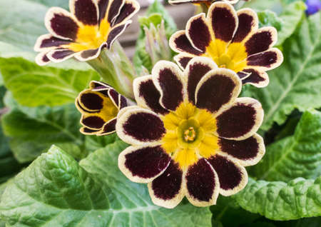 A macro shot of a polyanthus bloom.の写真素材