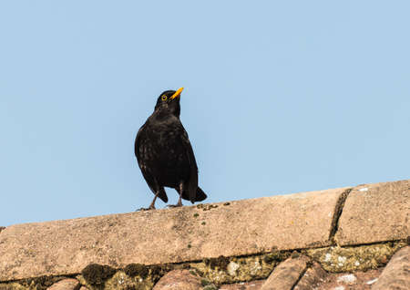 A male blackbird sits on the rooftop of a building.の写真素材