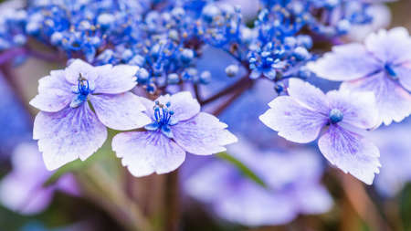 A macro shot of a blue hydrangea bush flower head.の写真素材
