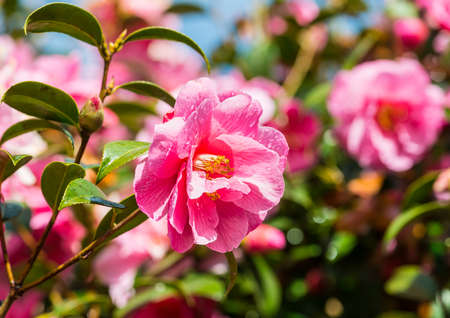 A shot of some pink camellia bush blooms.の写真素材