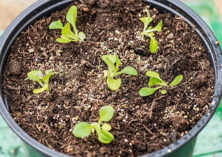 A macro shot of some newly potted on petunia plants.の写真素材