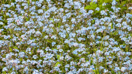 A shot of a mass of blue forget me not blooms.の写真素材