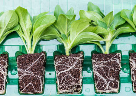 A macro shot of a group of petunia plug plants.