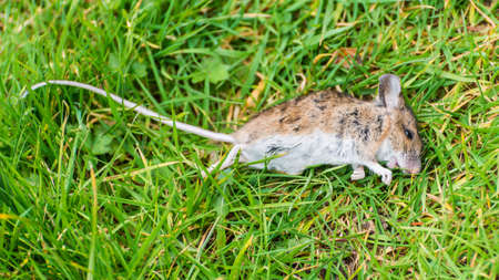 A shot of a dead mouse, killed by a cat, and left on a garden lawn.の写真素材