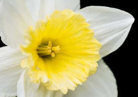 A macro shot of a white daffodil with a yellow trumpet.の写真素材