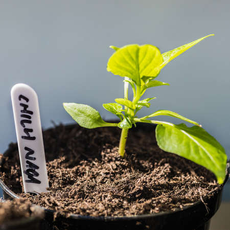 A macro shot of a small naga chilli seedling.の写真素材