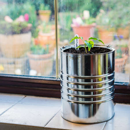 A shot of a chilli plant sitting in a makeshift plant pot.の写真素材