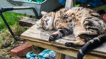 A shot of a tabby cat relaxing on a garden bench.の写真素材