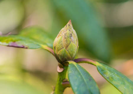 A macro shot of a rhododendron bush flower bud.の写真素材