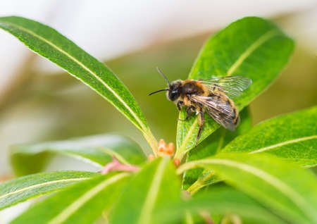 A small bee rests on the leaves of a forest flame bush.の写真素材