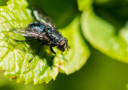 A macro shot of a fly sitting on a green leaf.の写真素材