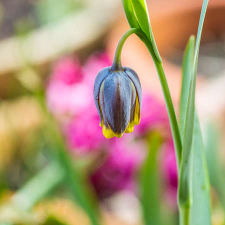 A macro shot of a fox grape fritillary (fritillaria uva-vulpis).の写真素材