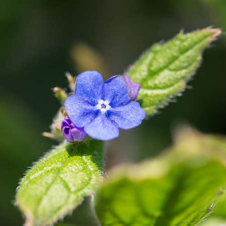 A macro shot of a small green alkanet bloom.