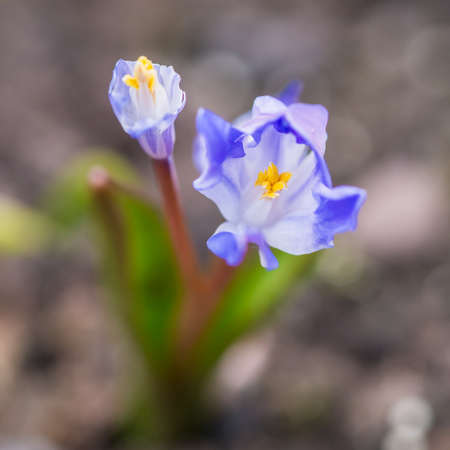 A macro shot of a blue chionodoxa bloom.のeditorial素材