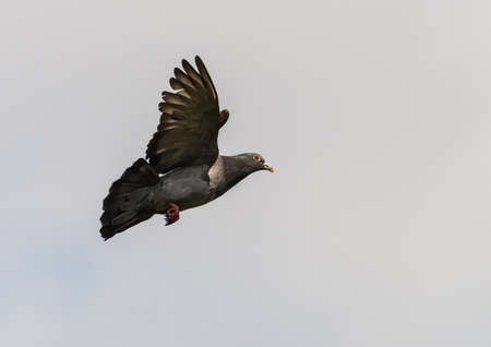 A feral pigeon flies away with food in its beak.の写真素材