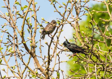 A starling sits in a garden tree with one of its offspring.の写真素材