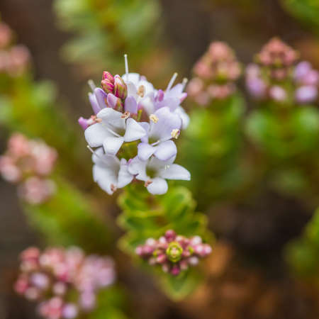 A macro shot of a hebe bush bloom.の写真素材