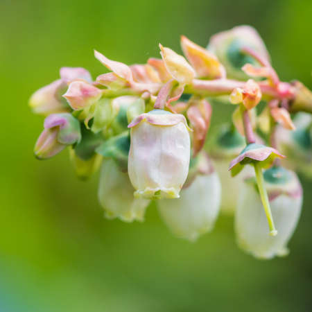 A macro shot of some blueberry bush blossom.の写真素材