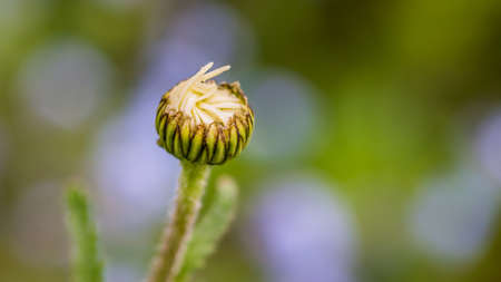 A macro shot of a flower bud from an ox eye daisy.の写真素材