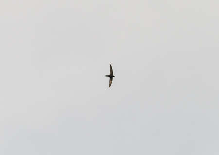 A shot of a swallow flying through a grey sky.の写真素材