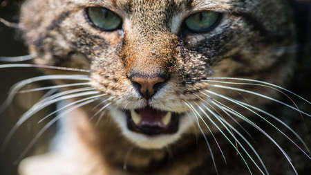 A close-up shot of a tabby cat's nose and whiskers.の写真素材