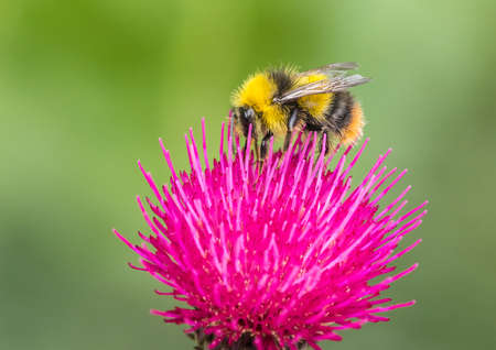 A macro shot of a bumblebee collecting pollen from a cirsium bloom.の写真素材