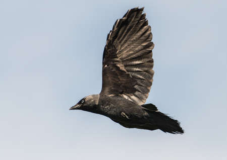 A shot of a jackdaw flying through a blue sky.