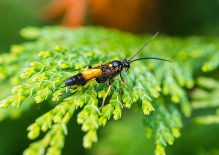 A macro shot of an ichneumon wasp sitting in the leaves of a conifer tree.の写真素材
