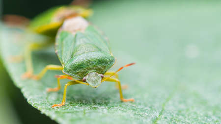 A macro shot of a pair of green shield bugs mating.