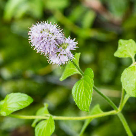 A macro shot of some lilac coloured water mint.