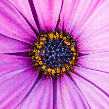 A macro shot of a pretty osteospermum bloom.の写真素材