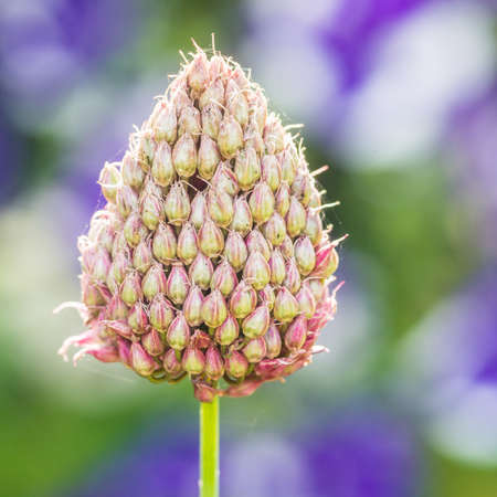 A macro shot of a drumstick allium going to seed.
