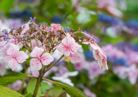 A macro shot of some pink coloured hydrangea bracts.の写真素材