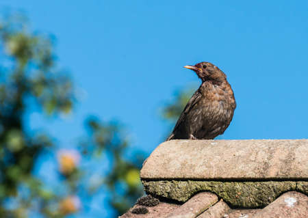 A shot of a female blackbird sitting on a rooftop.の写真素材