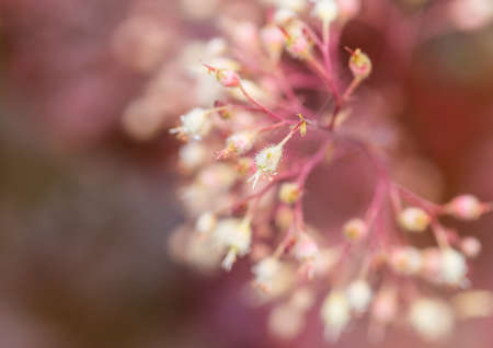 A macro shot of the delicate flowers of a heuchera plant.の写真素材