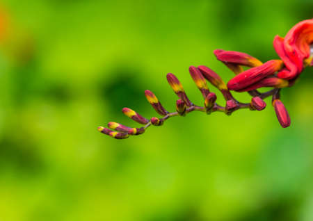 A macro shot of the finger like flower buds of a crocosmia plant.の写真素材