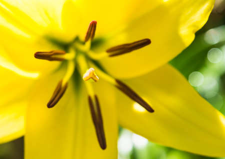 A macro shot of a yellow oriental lily.の写真素材