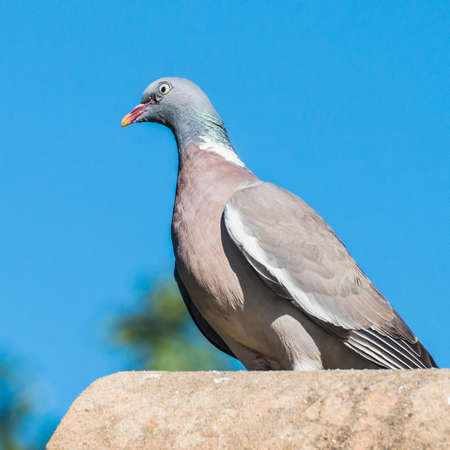 A shot of a wood pigeon standing on a rooftop.の写真素材