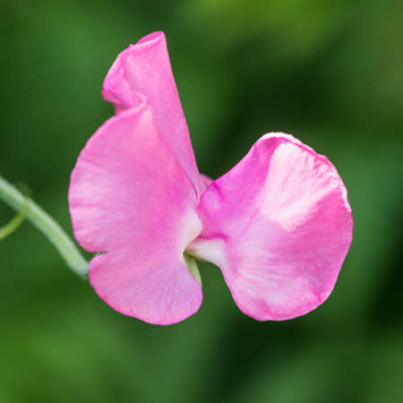 A macro shot of a pink sweet pea.の写真素材