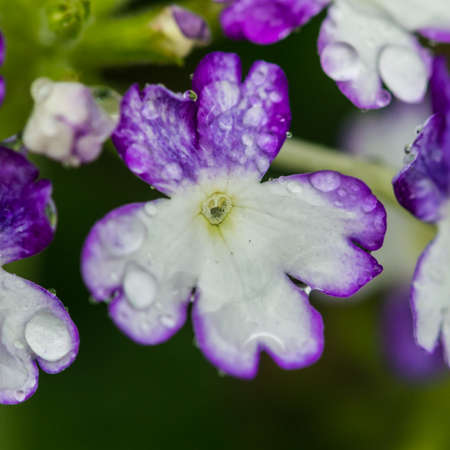 A macro shot of a verbena 'wicked cool blue' bloom.の写真素材
