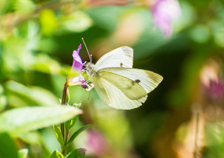 A macro shot of a small white butterfly collecting pollen from a great willowherb bloom.の写真素材