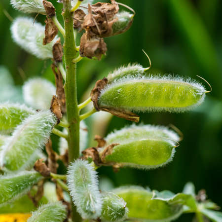 A macro shot of some lupin seed pods.の写真素材