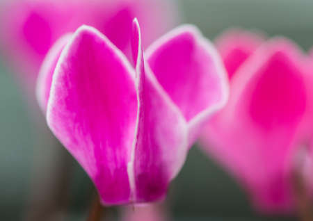 A macro shot of a pink cyclamen bloom.の写真素材