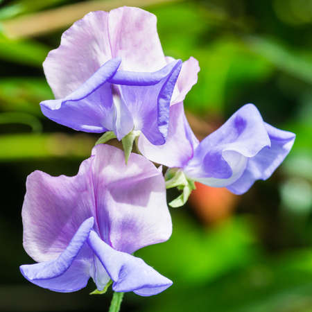 A macro shot of a trio of sweet pea blooms.の写真素材