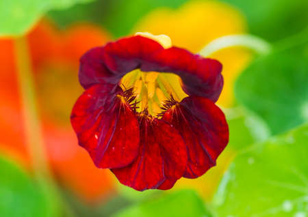 A macro shot of a deep red nasturtium bloom.の写真素材