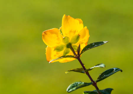 A macro shot of the rear of a hypericum bush flower.の写真素材