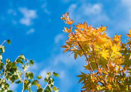 A macro shot of turning acer leaves against a blue sky.の写真素材