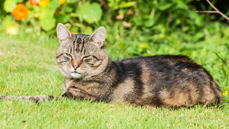 A shot of a tabby cat lying on a green lawn.