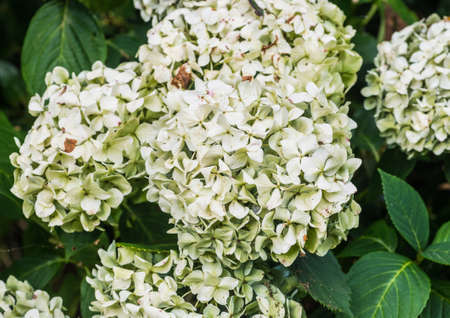 A macro shot of the decaying flower bracts of a mophead hydrangea.